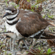 Babies hiding under an adult killdeer.